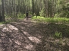 Biking inside forest near Tony Knowles Coastal Trail. 