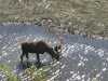 You may spot a moose biking along Tony Knowles Coastal Trail. 