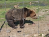  Alaska Wildlife Conservation Center,