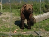  Alaska Wildlife Conservation Center,