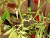 Kitchen staff at Four Season Westlake Village use fresh ingredients at the on-site greenhouse
