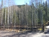 Hiking Hunter Creek in Aspen