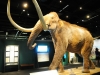 Admission to Mammoths And Mastodons Included In Ticket Price