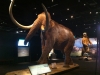 Mammoths & Mastdons at Denver Museum of Nature and Science 