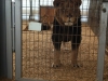 Wild Animal Sanctuary Near Denver, Colorado has rescued more than 300 animals including lions, tigers bears and mountain lions.