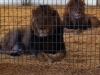 Wild Animal Sanctuary Near Denver, Colorado has rescued more than 300 animals including lions, tigers bears and mountain lions.