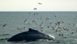 Dolphin Fleet Guarantees Whale Sightings or a Return Ticket will be Issued