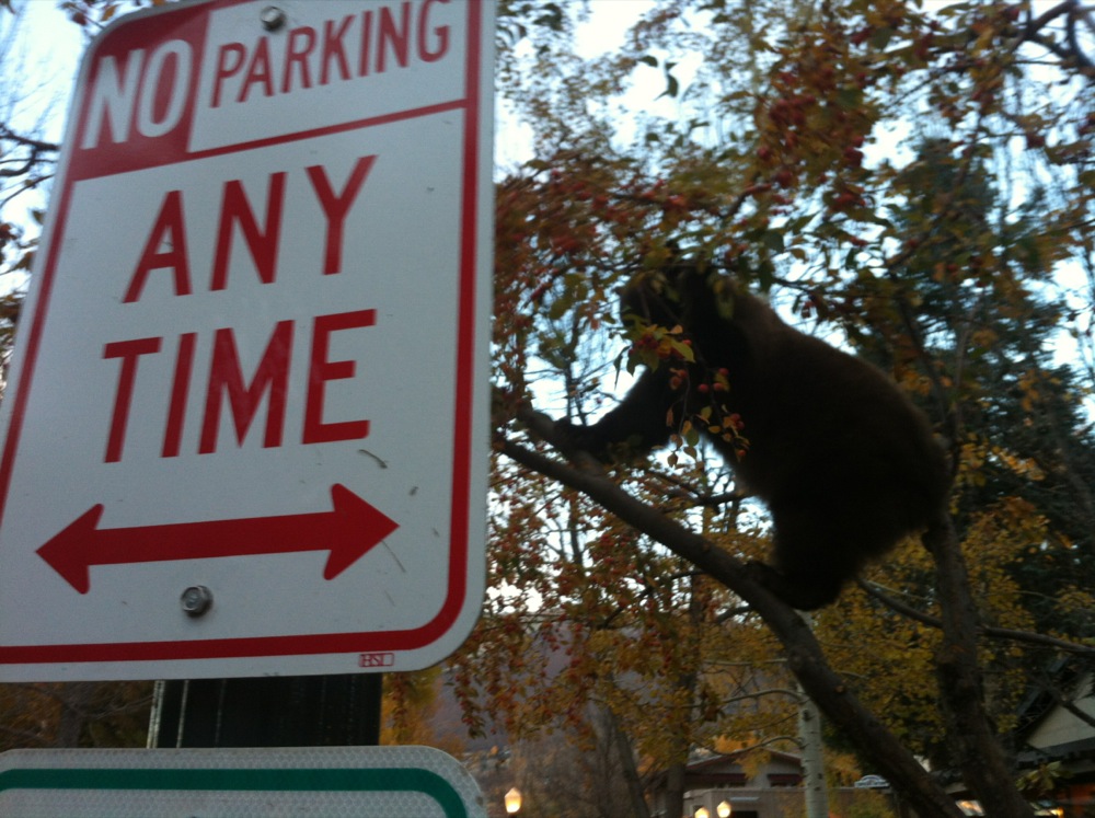 How could you leave out this amazing picture of a bear hanging out in the Main Street area of Aspen.