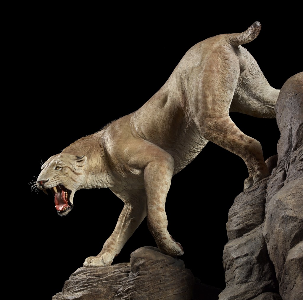 A life-size model of a saber-toothed cat and other Ice Age animals are on display in Mammoths and Mastodons: Titans of the Ice Age at the Denver Museum of Nature & Science beginning February 15, 2013.