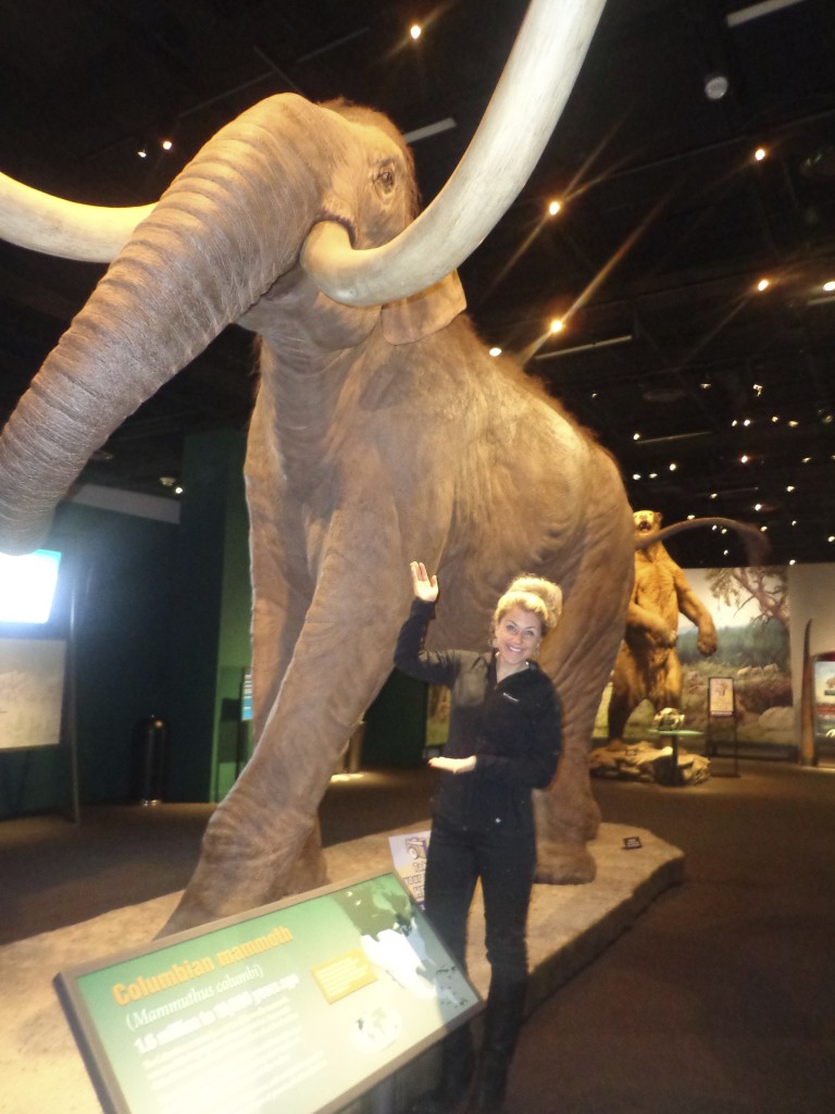 Mammoths & Mastodons at DMNS