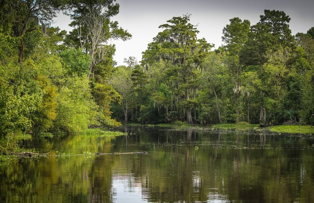 bayou louisiana swamp