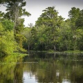 bayou louisiana swamp