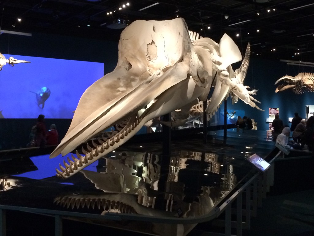 Whales: Giants of the Deep at Denver Museum of Nature & Science - Catch ...