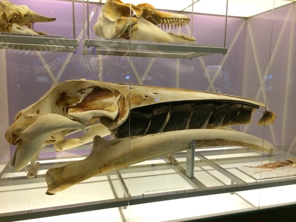 Whales: Giants of the Deep at Denver Museum of Nature & Science - Catch ...