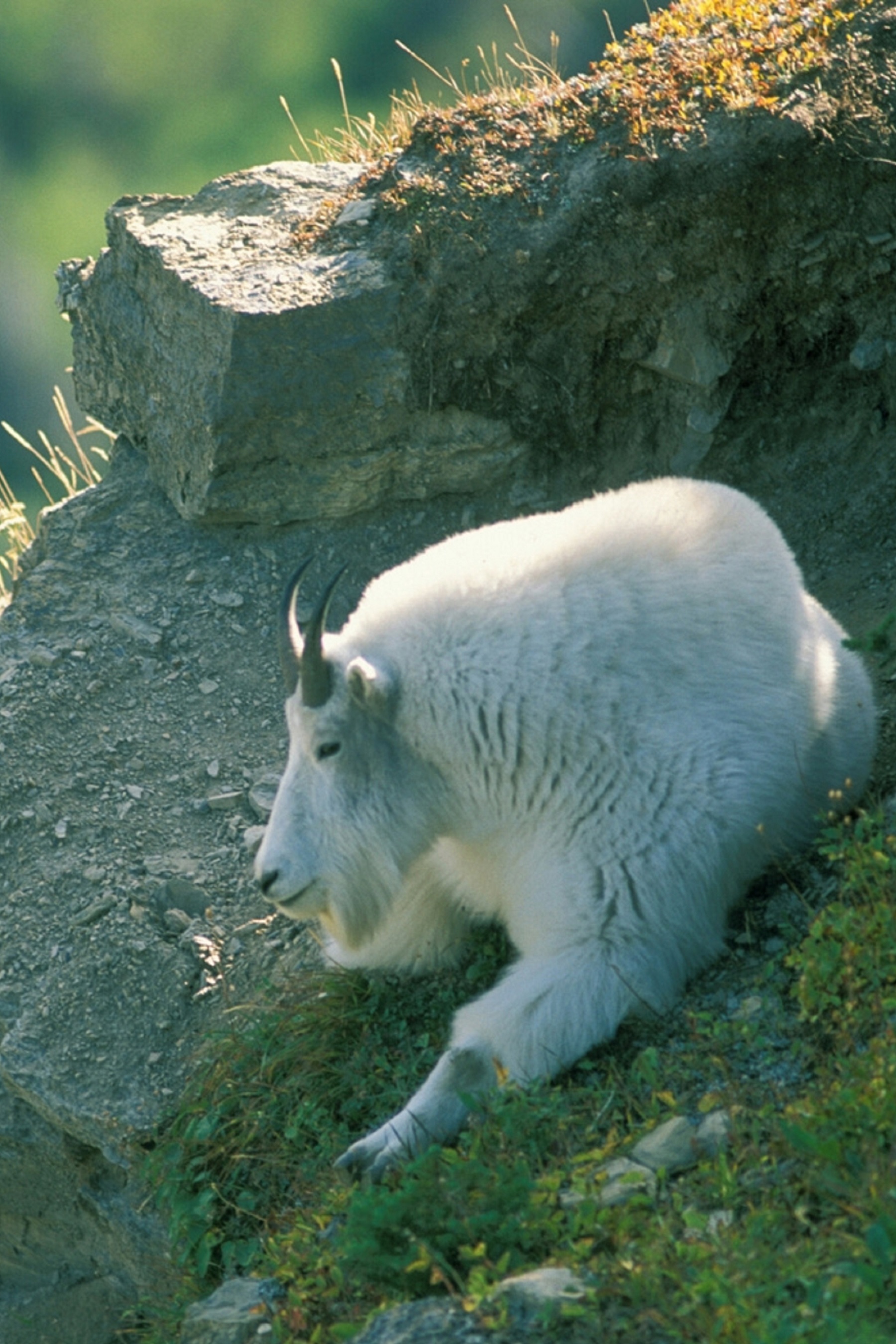 glacier national park wildlife