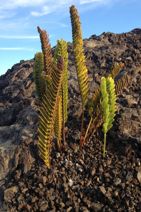hawaii volcanoes plants
