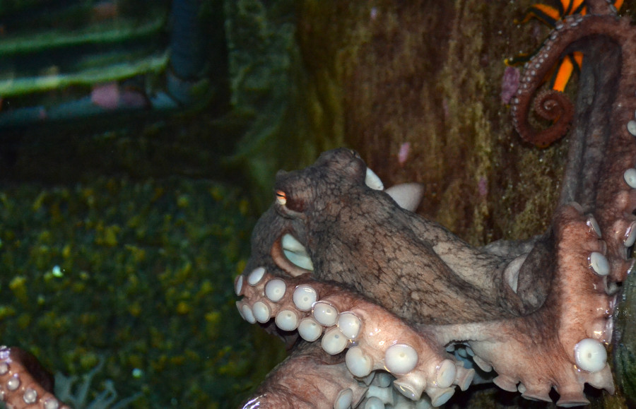 Oregon Coast Aquarium - Octopus Encounter