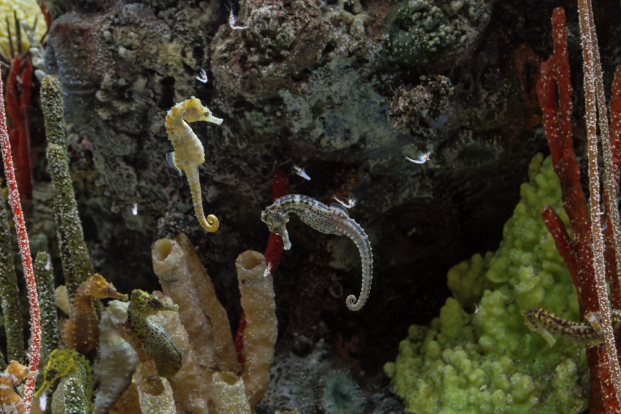 tennessee aquarium seahorses