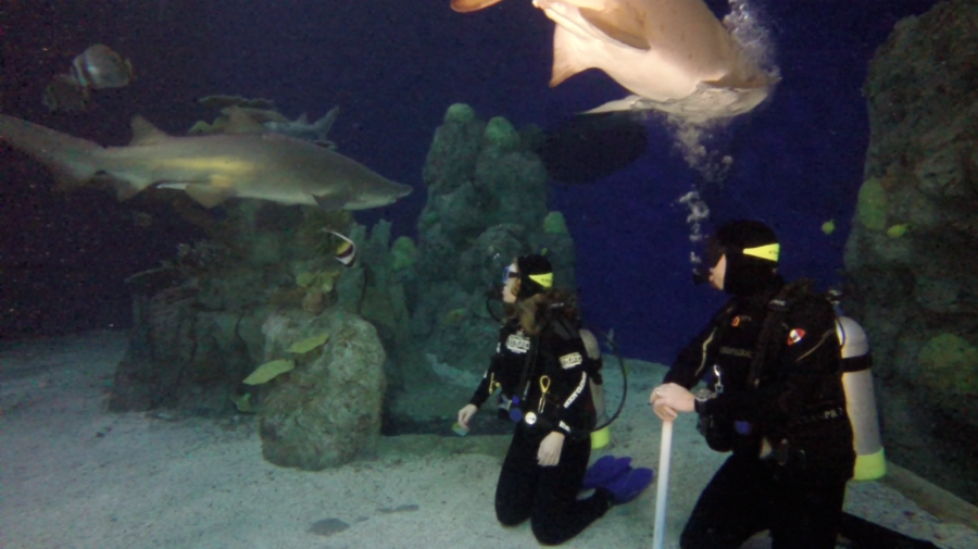 denver aquarium swimming with sharks