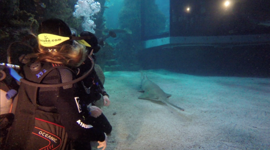 snorkeling scuba diving denver aquarium