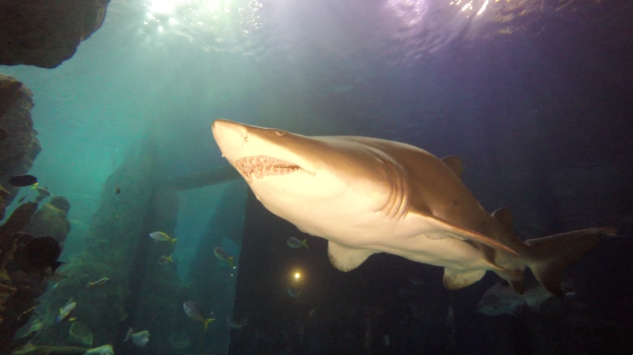 swimming with sharks denver aquarium