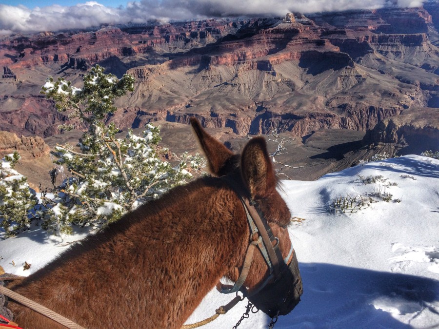 mules in grand canyon