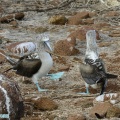 Blue Footed Boobies Galapagos