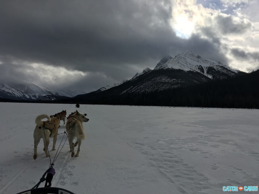 dogsledding in canmore