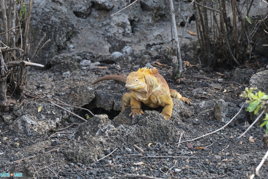 galapagos yellow iguanas
