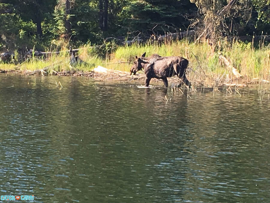River Cruise Moose